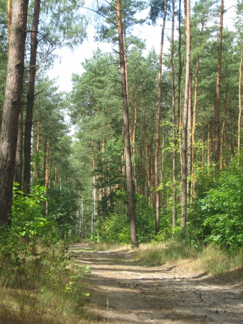 Las w Opatwku
